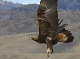 Golden Eagle - Elko's Wintering Eagles