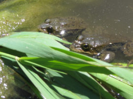 Nevada Wetlands