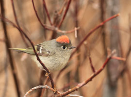 Ruby-Crowned Kinglet