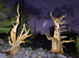 Bristlecone Pine Tree