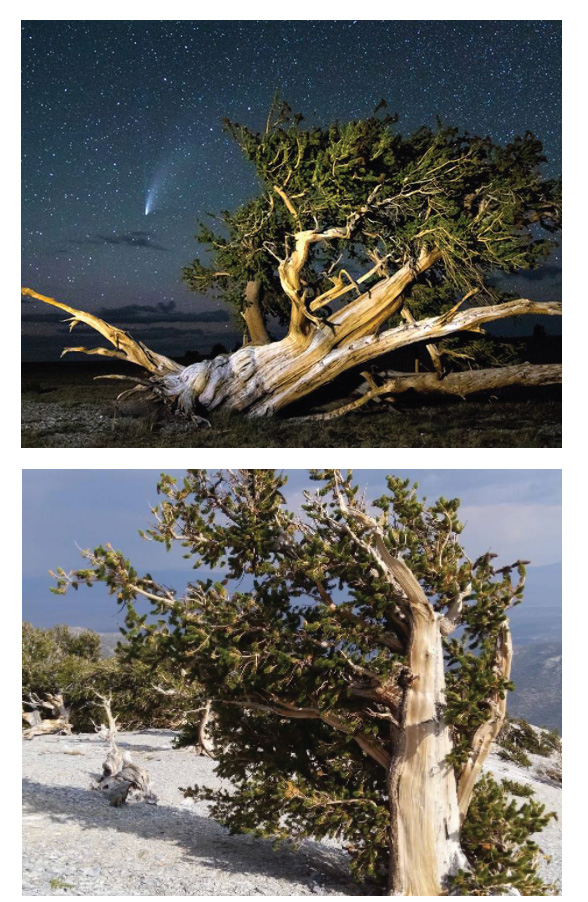 Bristlecone Pine Trees