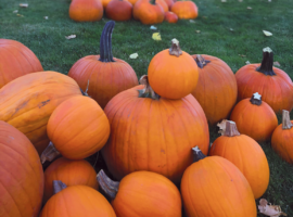 Pumpkin Festival