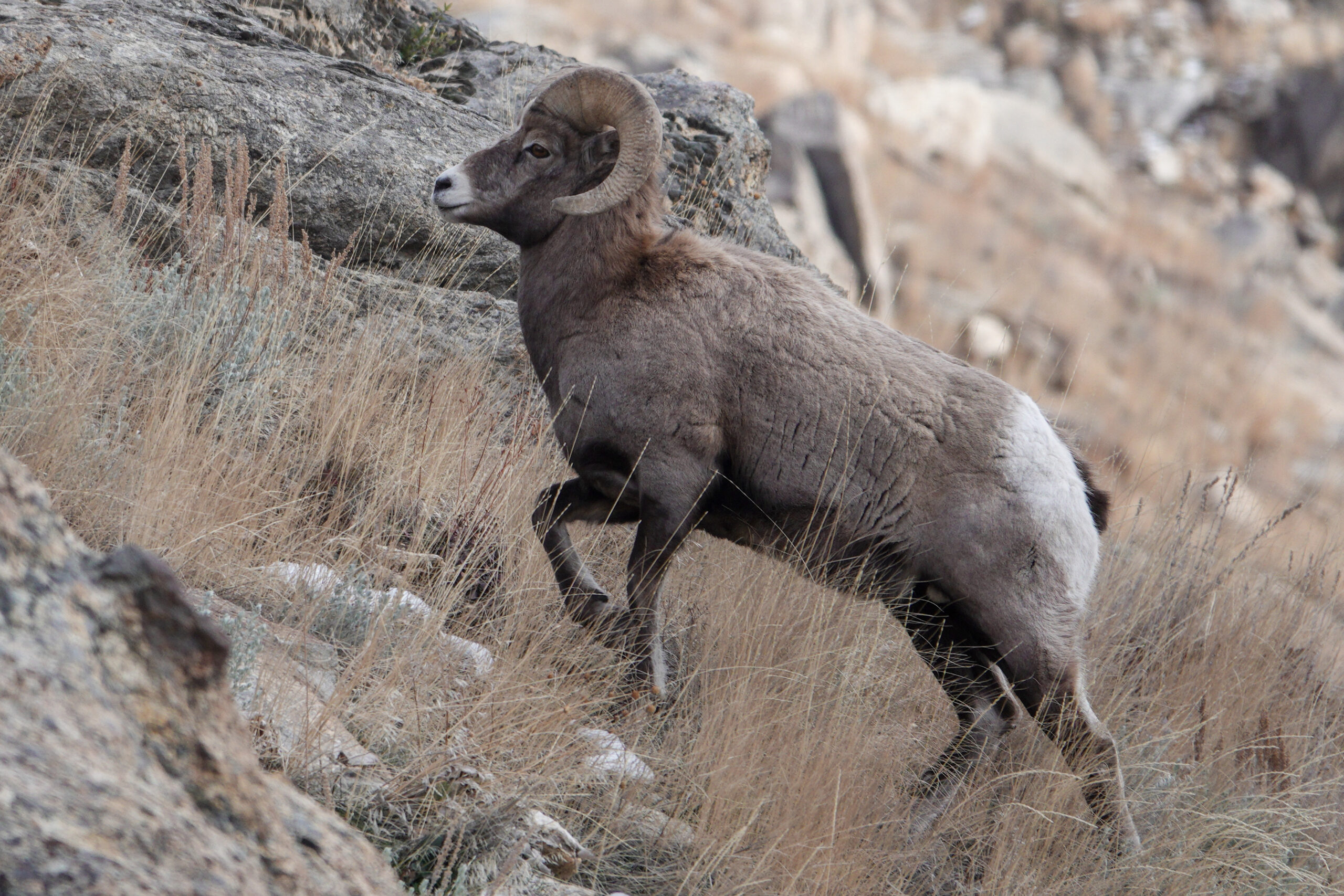 Rocky mountain sheep coats shop