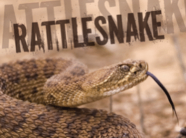 Rattlesnake vaccination and pet training